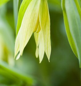 Feestklokje  Uvularia grandiflora (directe levering) - AANBIEDING