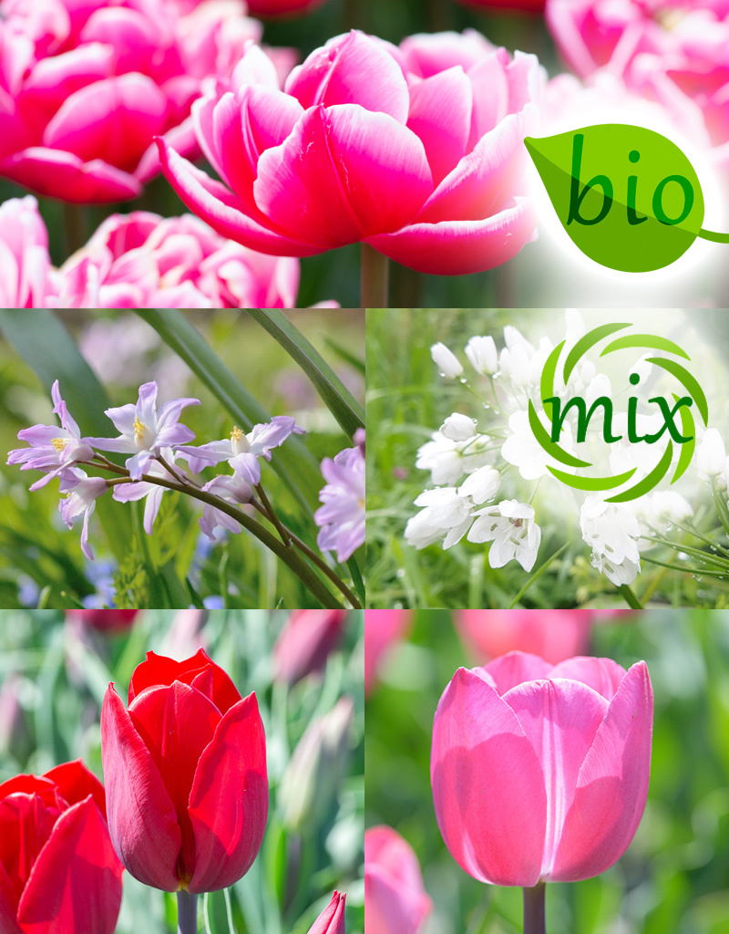 Mix  Mix: April Love - BIO