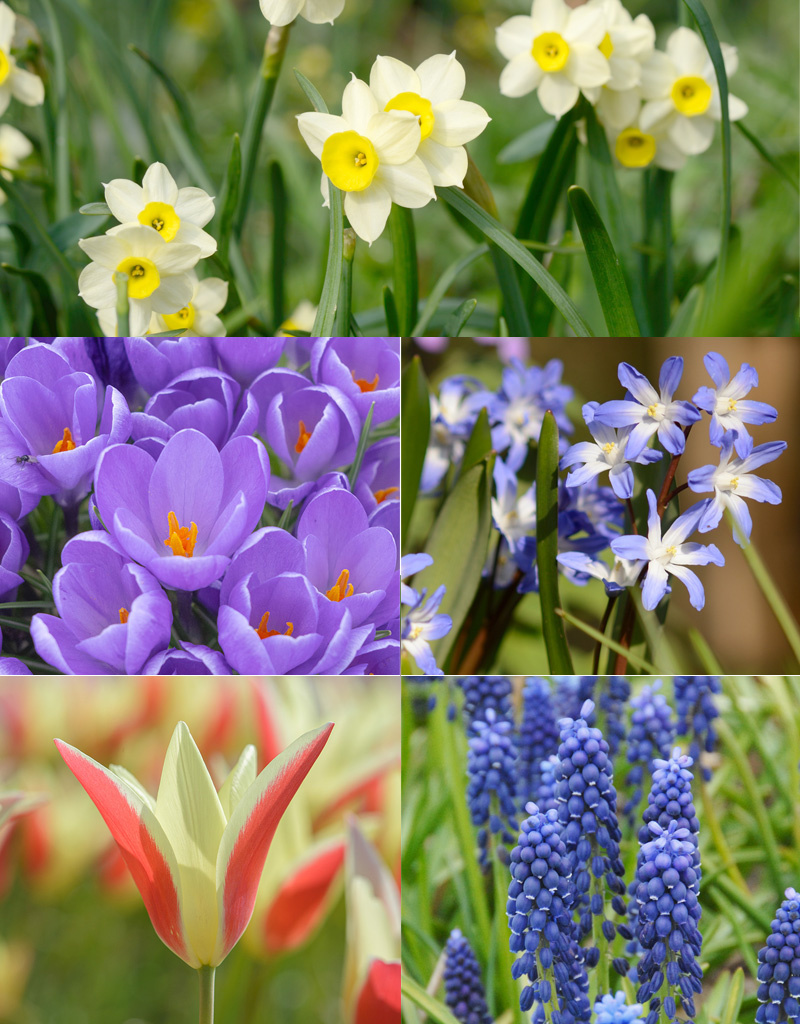 Mix  Mix: Lasagne van biologische bloembollen