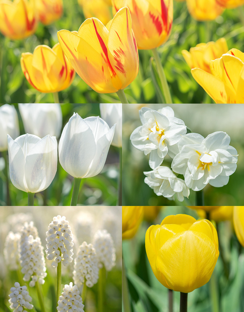 Mix  Mix: Lentekriebels - BIO