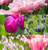 Mix  Mix: Voorjaarssonate - BIO