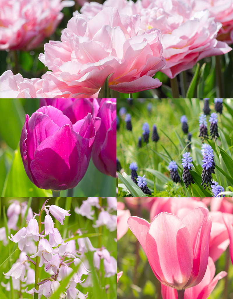 Mix  Mix: Voorjaarssonate - BIO