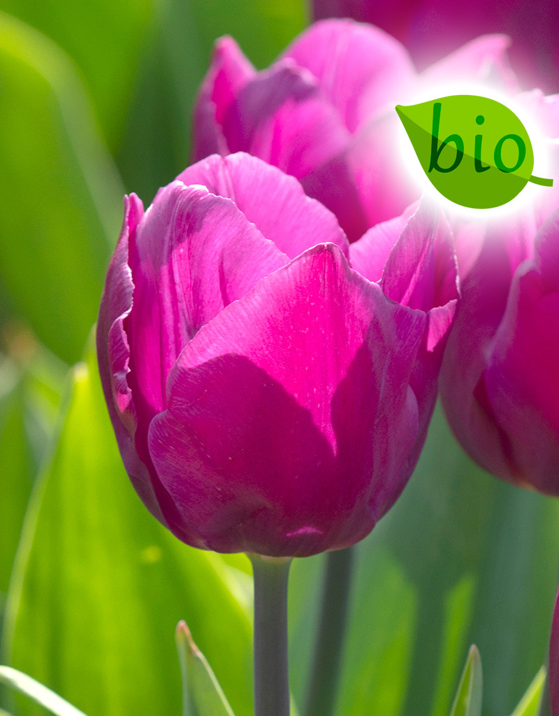 Mix  Mix: Voorjaarssonate - BIO