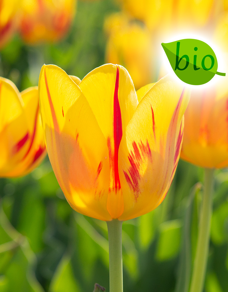 Mix  Mix: Lentekriebels - BIO