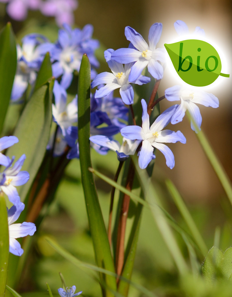 Mix  Mix: Lasagne van biologische bloembollen