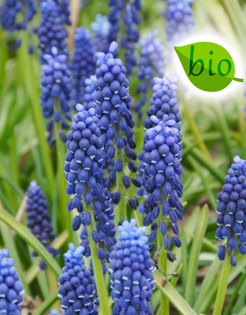 Mix  Mix: Lasagne van biologische bloembollen