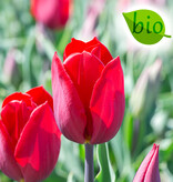 Mix  Mix: April Love - BIO