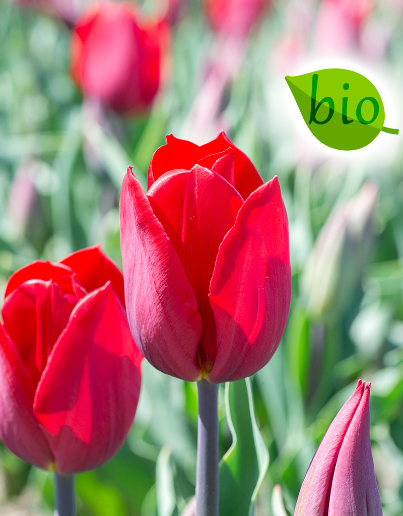 Mix  Mix: April Love - BIO