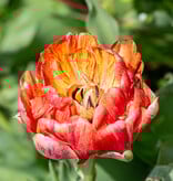 Tulp  Tulipa 'Gudoshnik Double', BIO