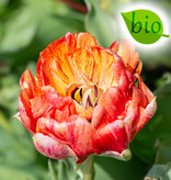 Tulp  Tulipa 'Gudoshnik Double', BIO