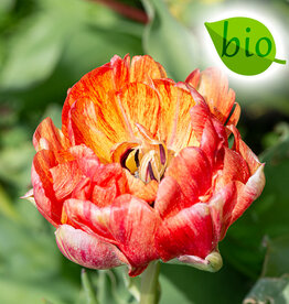 Tulp  Tulipa 'Gudoshnik Double', BIO