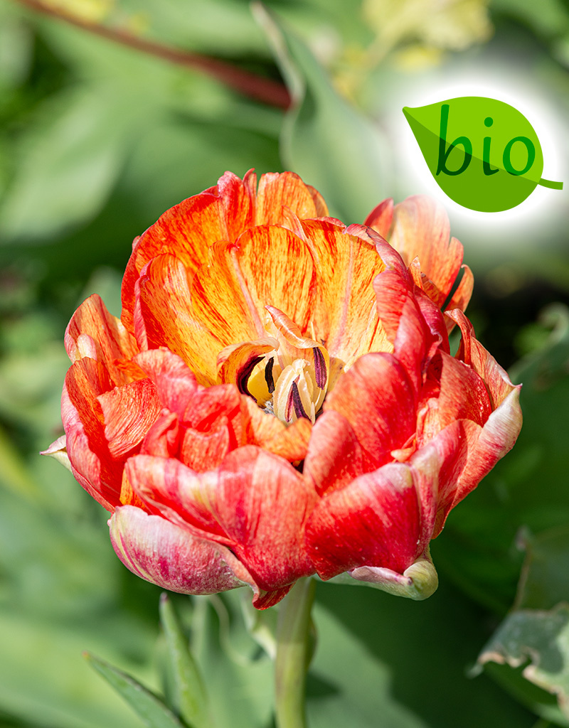 Tulp  Tulipa 'Gudoshnik Double', BIO