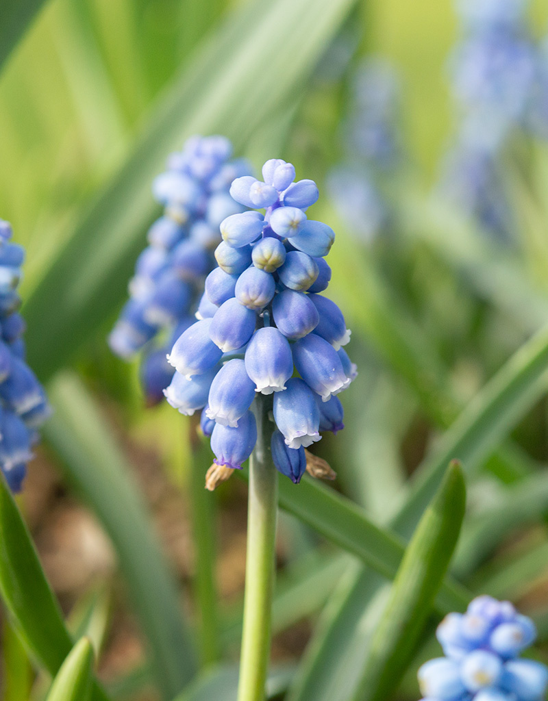 Blauwe druifjes  Muscari 'Early Bird', BIO