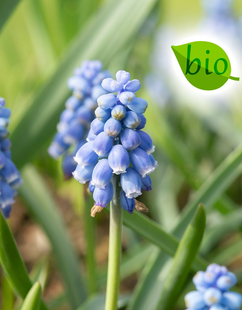Blauwe druifjes  Muscari 'Early Bird', BIO