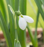 Sneeuwklokje  Galanthus elwesii 'Polar Bear', BIO (groot sneeuwklokje) - Stinzenplant