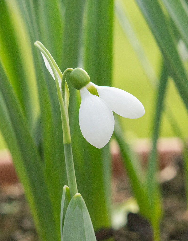 Sneeuwklokje  Galanthus elwesii 'Polar Bear', BIO (groot sneeuwklokje) - Stinzenplant