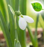 Sneeuwklokje  Galanthus elwesii 'Polar Bear', BIO (groot sneeuwklokje) - Stinzenplant