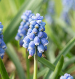 Blauwe druifjes  Muscari 'Early Bird', BIO