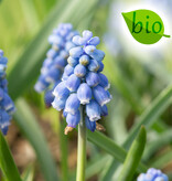 Blauwe druifjes  Muscari 'Early Bird', BIO