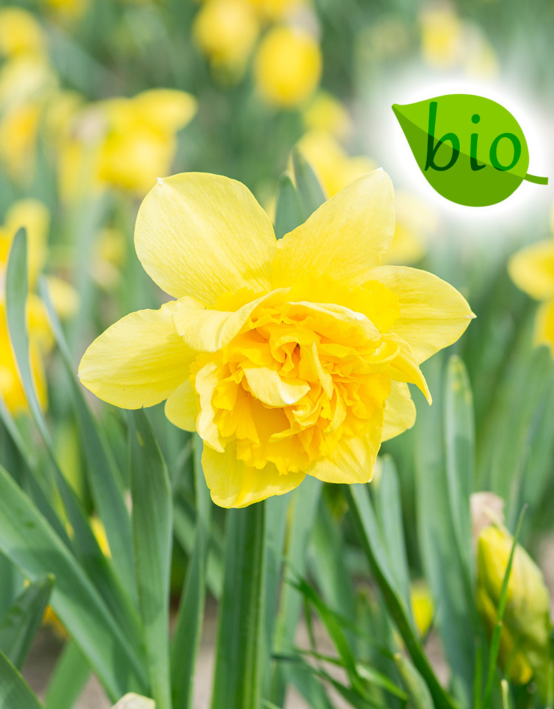 Narcis  Narcissus 'Dick Wilden', BIO