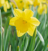 Narcis  Narcissus 'Carlton', BIO