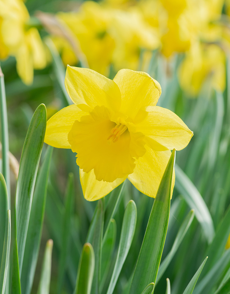 Narcis  Narcissus 'Carlton', BIO