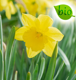 Narcis  Narcissus 'Carlton', BIO