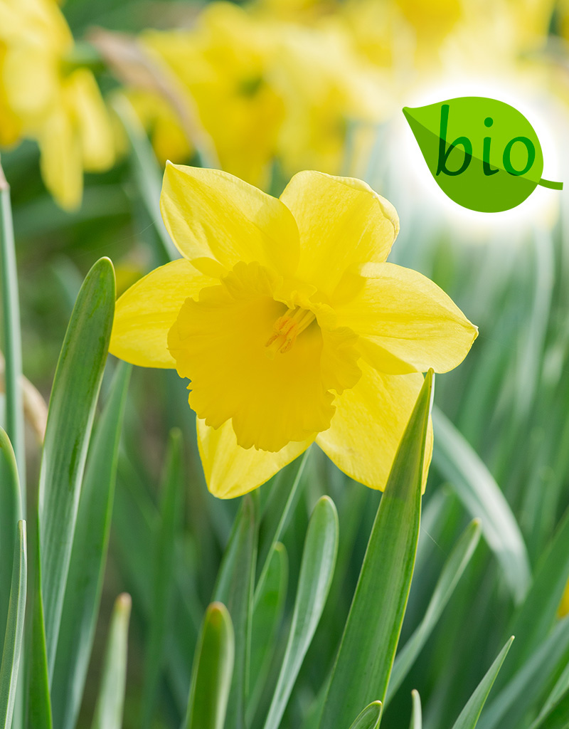 Narcis  Narcissus 'Carlton', BIO