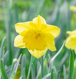 Narcis  Narcissus 'Standard Value', BIO