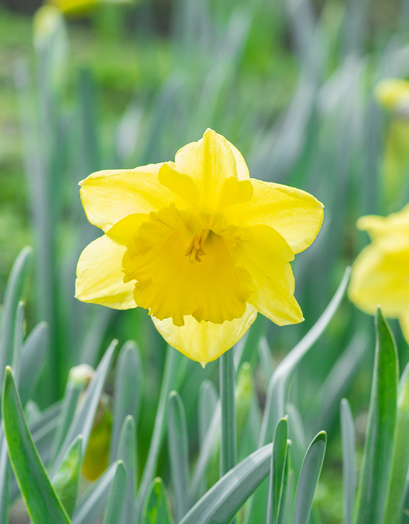 Narcis  Narcissus 'Standard Value', BIO