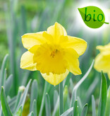 Narcis  Narcissus 'Standard Value', BIO