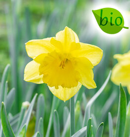 Narcis  Narcissus 'Standard Value', BIO