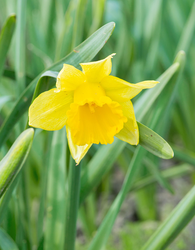 Narcis  Narcissus 'Reijnveld's Early Sensation', BIO