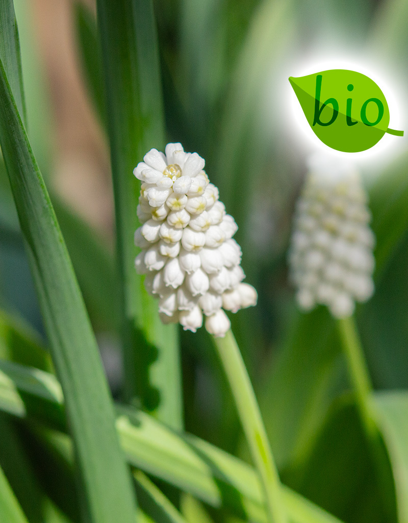 Blauwe druifjes  Muscari botryoides 'Casablanca', BIO