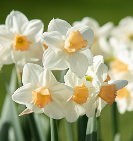 Narcis  Narcissus 'Kapiti Peach'