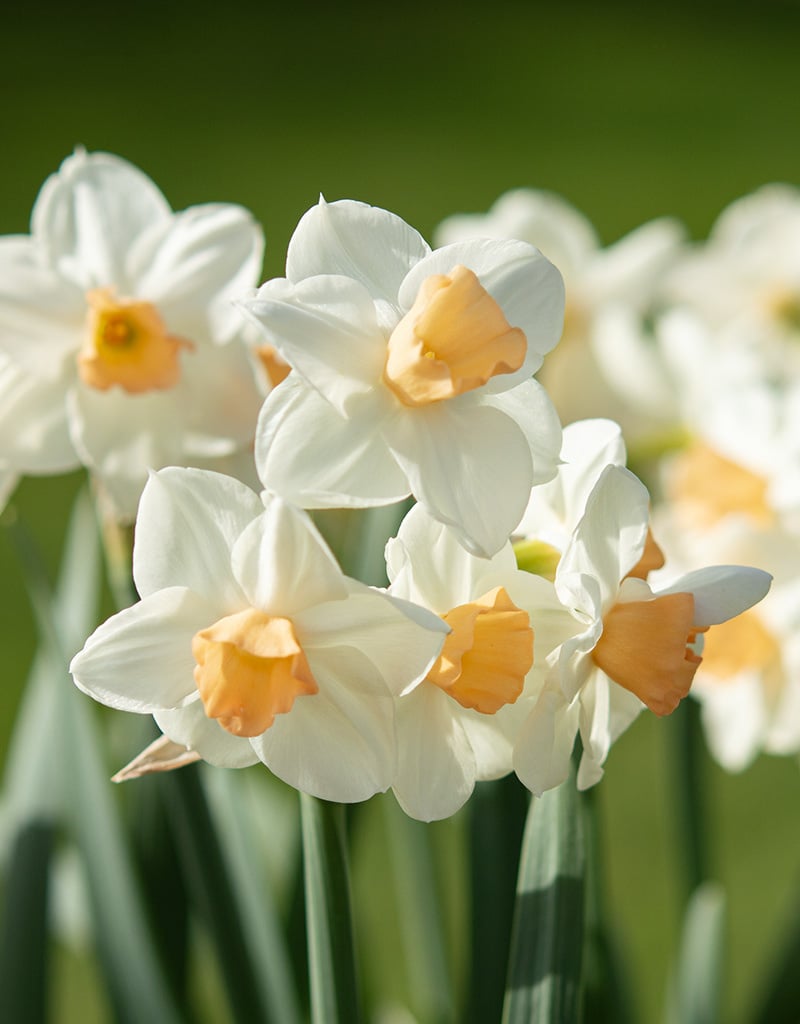 Narcis  Narcissus 'Kapiti Peach'