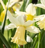 Narcis  Narcissus 'Lady Madonna'