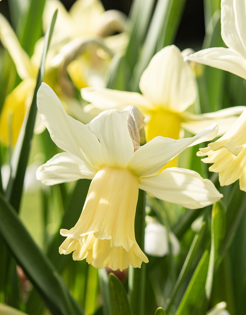Narcis  Narcissus 'Lady Madonna'