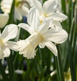 Narcis  Narcissus 'Lady Madonna'