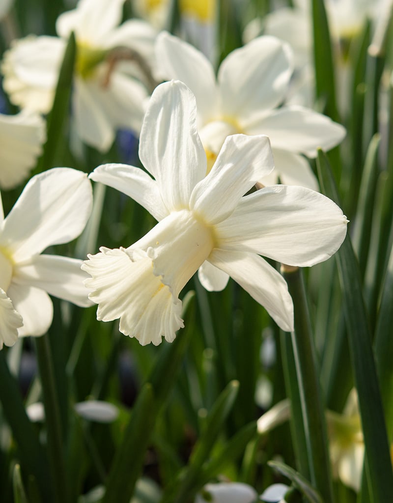 Narcis  Narcissus 'Lady Madonna'