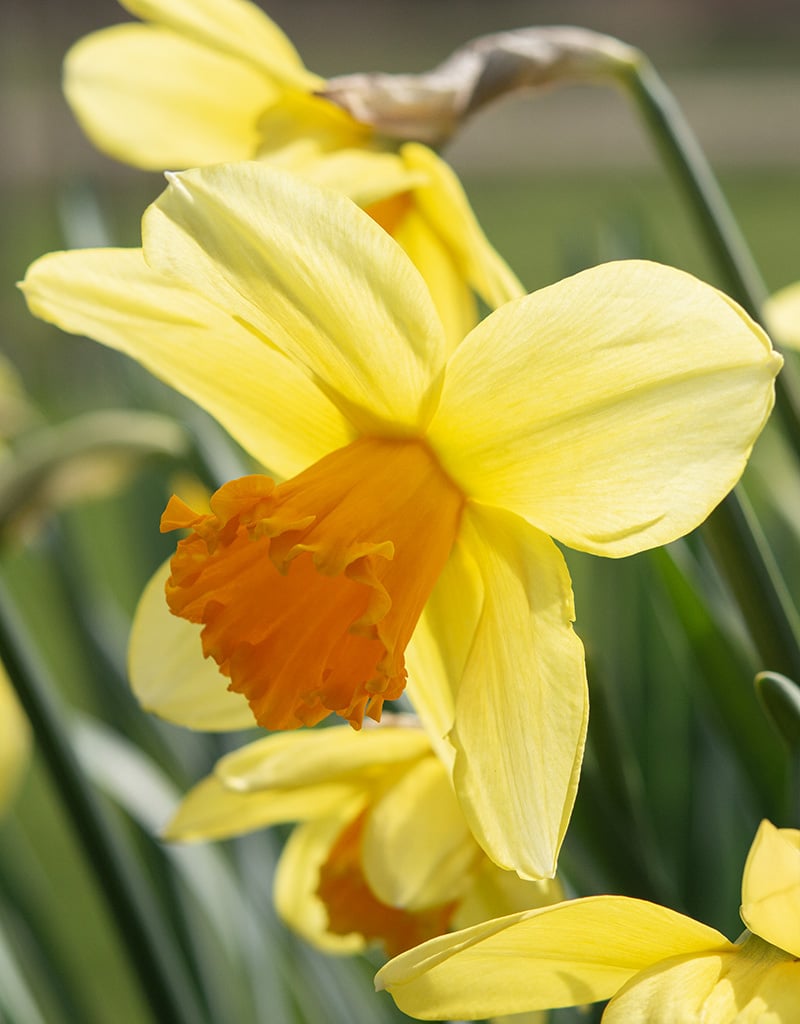 Narcis  Narcissus 'Fortissimo'