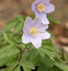 Anemoon (bos)  Anemone nemorosa 'Atley'