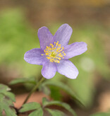Anemoon (bos)  Anemone nemorosa 'Caerulea' (bosanemoon) - Stinzenplant
