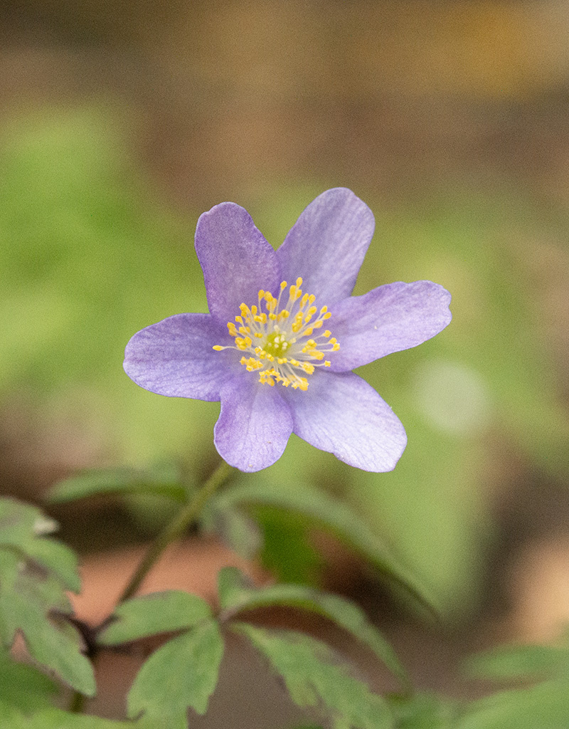 Anemoon (bos)  Anemone nemorosa 'Caerulea' (bosanemoon) - Stinzenplant