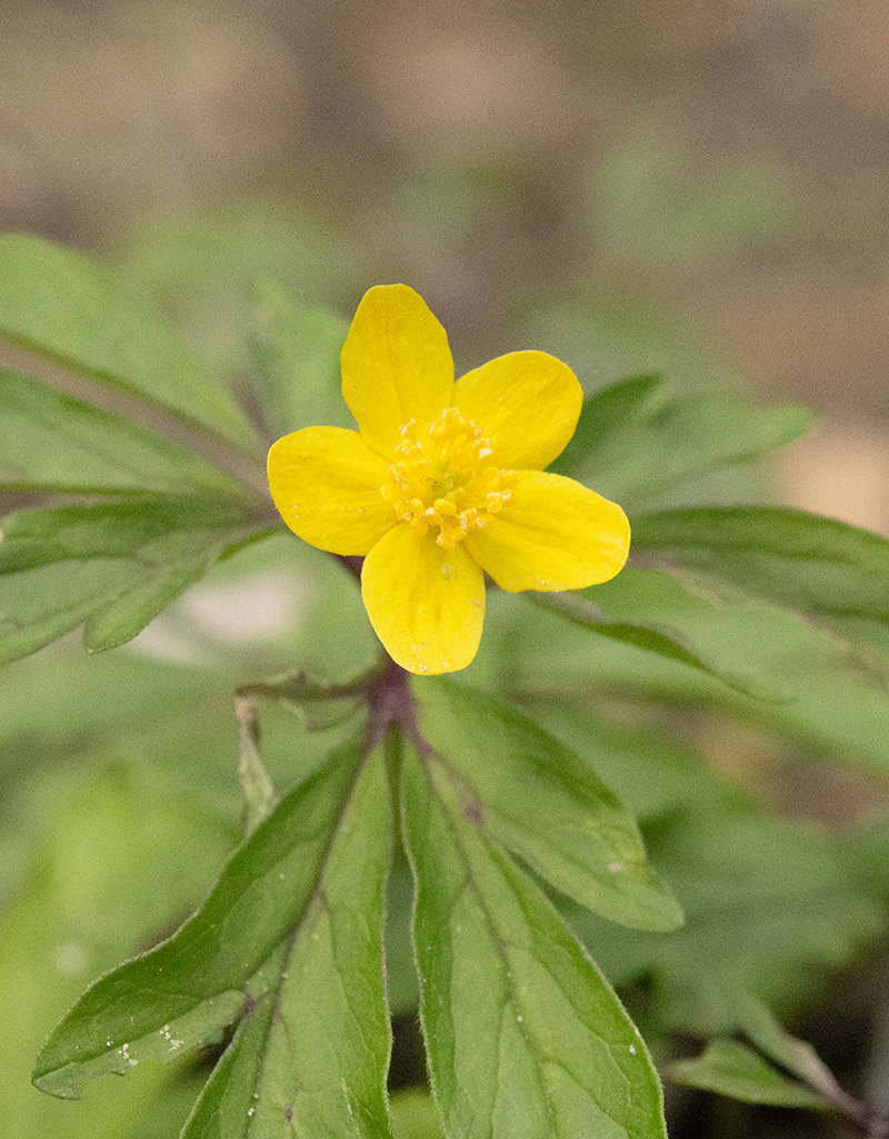 Anemoon (bos)  Anemone ranunculoides 'Laciniata' (Gele Bosanemoon) - Stinzenplant