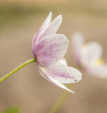 Anemoon (bos)  Anemone nemorosa 'Axel' (bosanemoon) - Stinzenplant (directe levering)