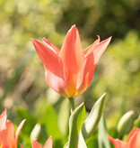 Tulp  Tulipa ‘Toronto’ (Tulp)