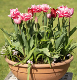 Mix  Mix: April Love - BIO