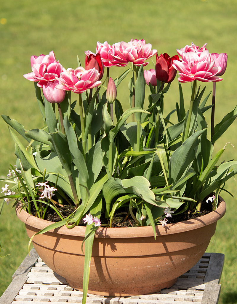 Mix  Mix: April Love - BIO