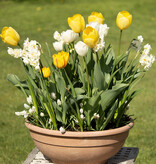 Mix  Mix: Lentekriebels - BIO